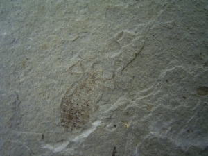 Insektenplatte - Libellenlarven aus dem Miozän #3