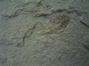 Insektenplatte - Libellenlarven aus dem Miozän #3