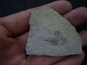 Insektenplatte - Libellenlarven aus dem Miozän #1