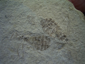 Insektenplatte - Libellenlarven aus dem Miozän #1