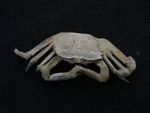 Macrophtalmus crab, Madagascar # 1