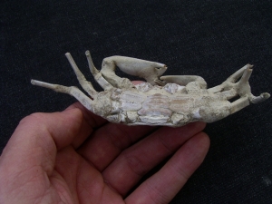 Macrophtalmus crab, Madagascar # 1