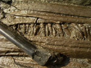 Ichthyosaurus snout with many teeth