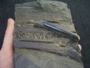 Ichthyosaurus snout with many teeth