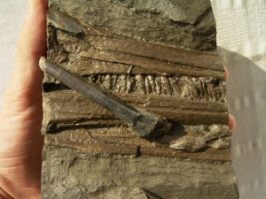 Ichthyosaurus snout with many teeth