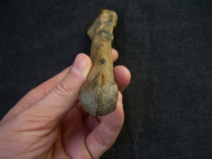Cave lion fingerbone