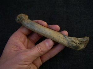 Cave lion fingerbone