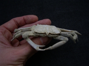 Macrophtalmus crab, Madagascar #2