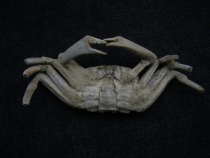 Macrophtalmus crab, Madagascar #2