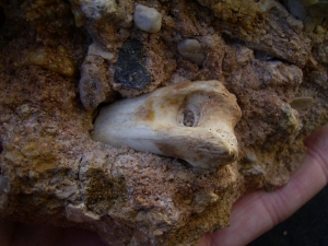 Schizotherium upper jaw and bone