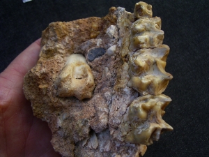 Schizotherium upper jaw and bone