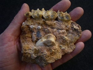 Schizotherium upper jaw and bone