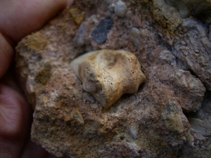 Schizotherium upper jaw and bone