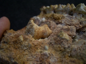 Schizotherium upper jaw and bone