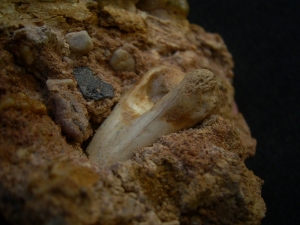 Schizotherium upper jaw and bone