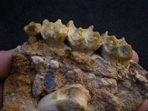 Schizotherium upper jaw and bone