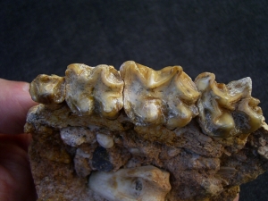 Schizotherium upper jaw and bone