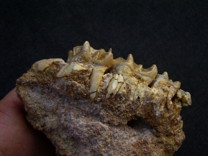Schizotherium upper jaw and bone