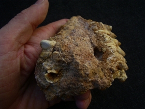 Schizotherium upper jaw and bone