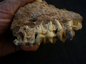 Schizotherium upper jaw and bone
