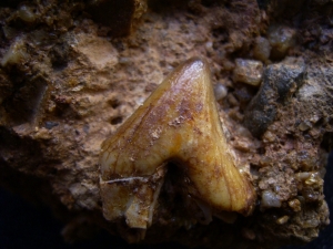 Hyaenodon tooth in matrix