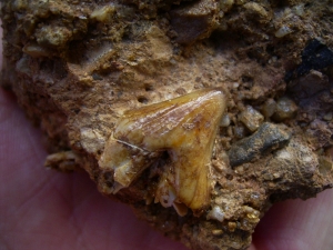 Hyaenodon tooth in matrix