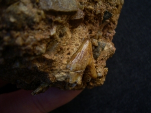 Hyaenodon tooth in matrix