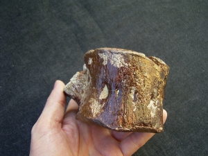 Elasmosaur vertebra , cretaceous age