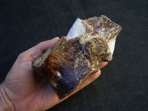 Elasmosaur vertebra , cretaceous age
