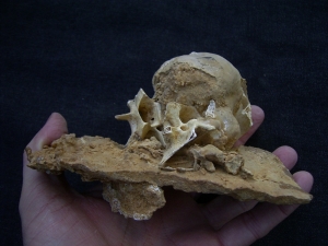 Lynx bones inside cave matrix