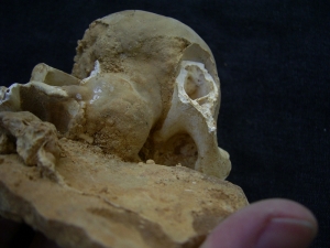 Luchs Knochen versinterter Höhlenfund