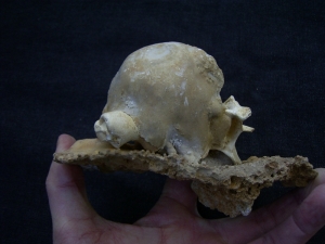 Lynx bones inside cave matrix