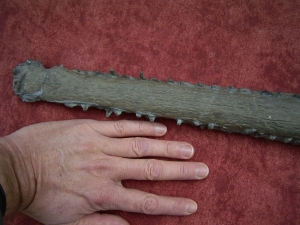 Krokodilschädel mit Unterkiefer aus Holzmaden