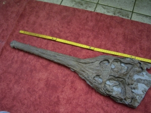 Crocodile skull from Holzmaden