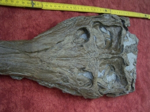 Crocodile skull from Holzmaden