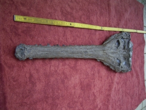 Crocodile skull from Holzmaden