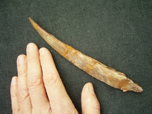 Shark fin spine Hybodus