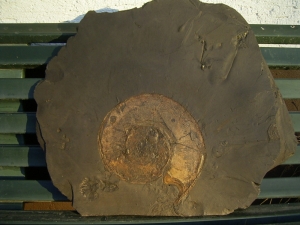 Big sized Ammonites, two pieces on one slab
