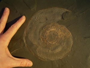 Ammoniten, zwei Stück auf einer Platte