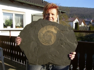 Big sized Ammonite Harpoceras from Holzmaden # 5