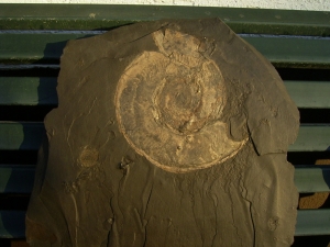 Ammonite Harpoceras and Dactyloceras, Holzmaden