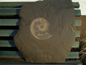Big sized Ammonite Harpoceras from Holzmaden # 7