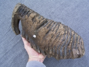 Huge Mammoth tooth