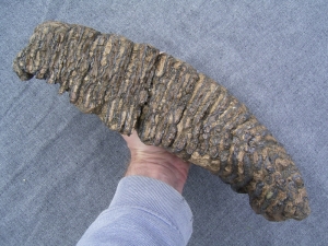 Huge Mammoth tooth