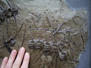 Fossil fish Thuna oligocene age, closed location