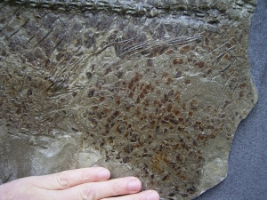 Fossil mackerel, oligocene age, Wiesloch-Frauenweiler
