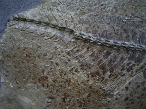 Fossil mackerel, oligocene age, Wiesloch-Frauenweiler