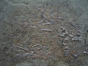 Fossil fish Perch, oligocene age, Wiesloch-Frauenweiler