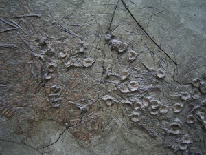 Fossiler Barsch aus dem Oligozän von Wiesloch-Frauenweiler