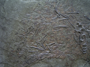 Fossil fish Perch, oligocene age, Wiesloch-Frauenweiler